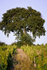 Domaine du Champ Chapron